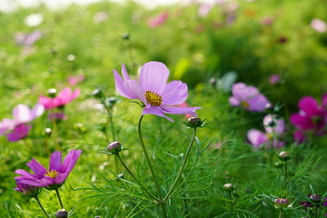 花丛 格桑花 绿叶