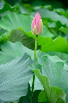 荷花花苞