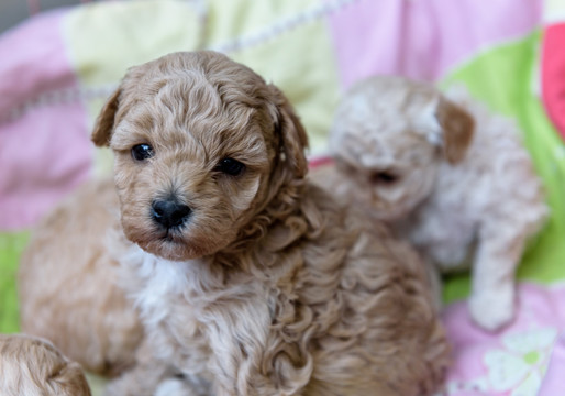 新生犬 狗宝宝