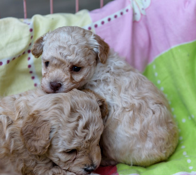 新生犬 狗宝宝