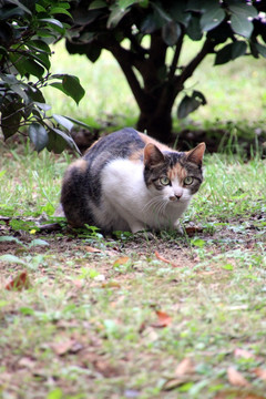 警惕的猫咪