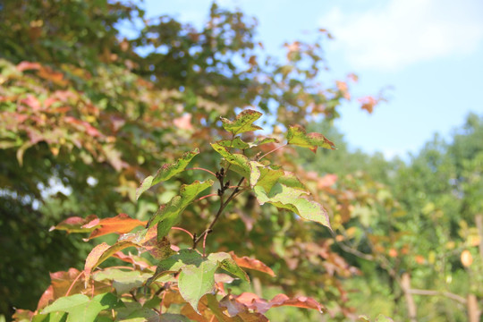 紅楓枝葉 楓樹林