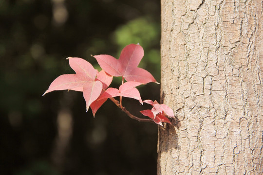 紅楓葉