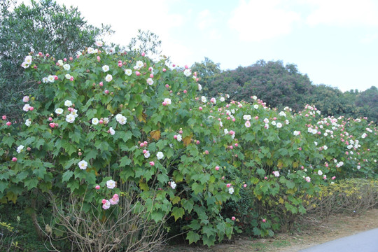 木莲花