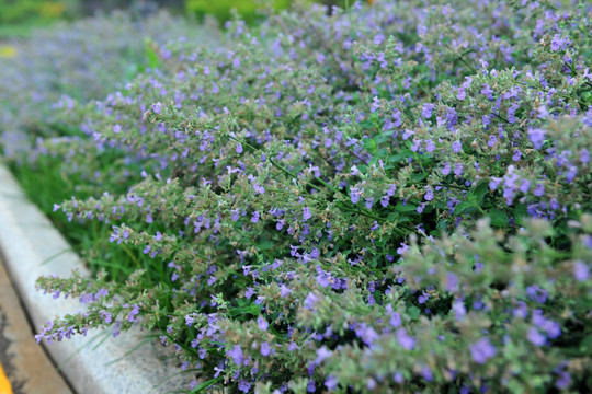 公园绿化植物 花草背景