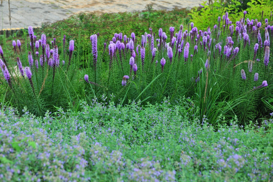 公园绿化花草背景