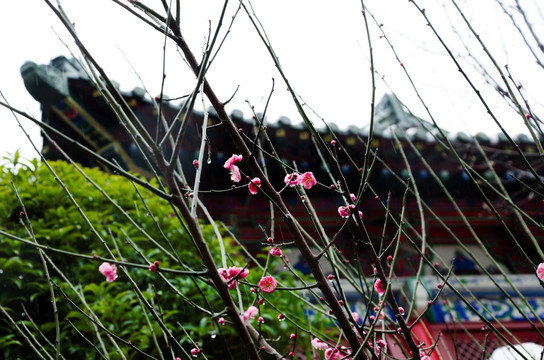 雨雪中的梅花