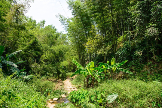 竹林小路