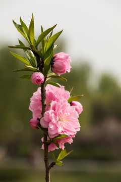 盛开的桃叶梅花