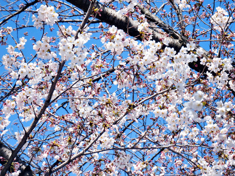 树上的樱花 樱花树