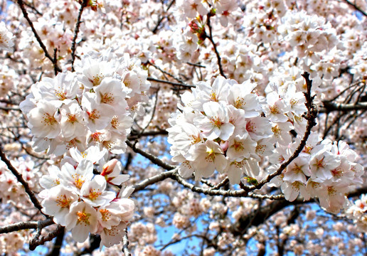 树上的樱花 樱花树