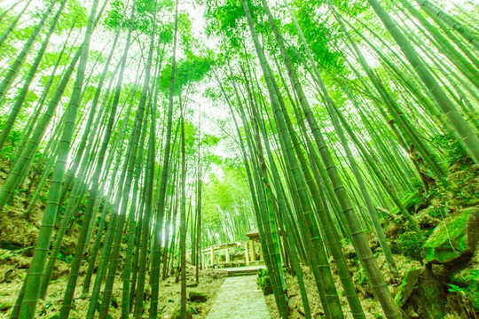 竹林步道