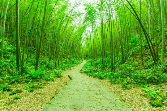 竹林步道