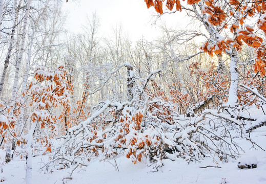 美丽的白雪世界5