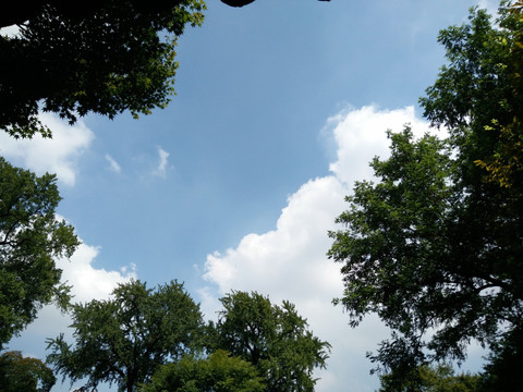树丛中仰望蓝天
