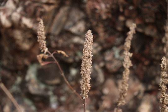 狗尾草