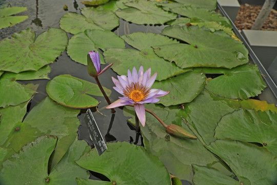 伊斯兰达睡莲 花苞