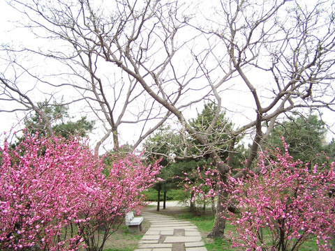 春日 桃花 小径