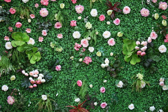 植物墙 花墙 花卉 植物 背景