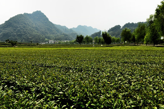 茶叶 茶园