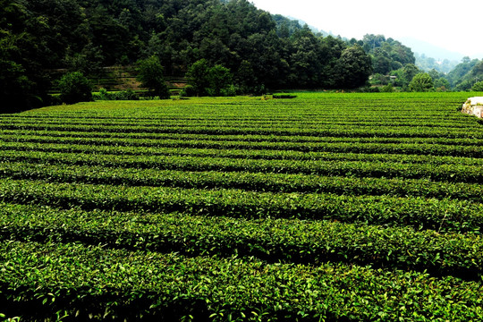 茶叶 茶园