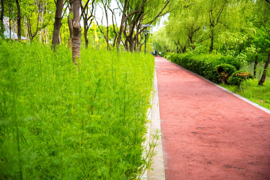 上海闵行区绿道塑胶跑道