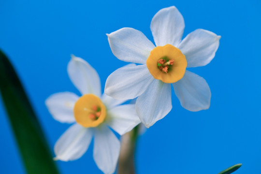 水仙花