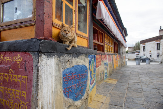 扎寺里的猫