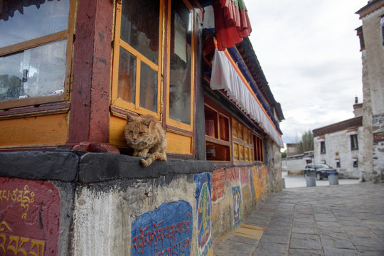 扎寺里的猫