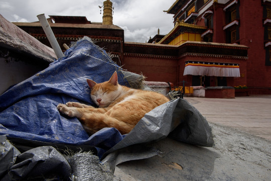 扎什伦布寺的猫