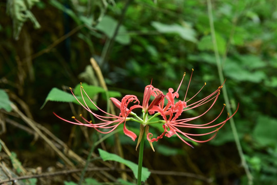 彼岸花