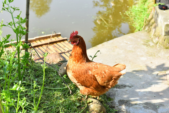 土鸡