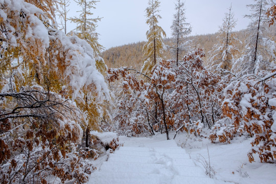 秋天瑞雪