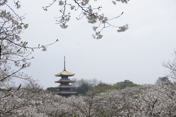 樱花 武汉 樱园 摄影