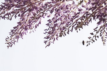 紫藤 春天 摄影