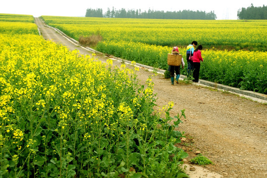 油菜花