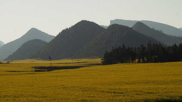 油菜花