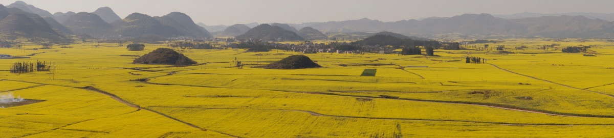 油菜花