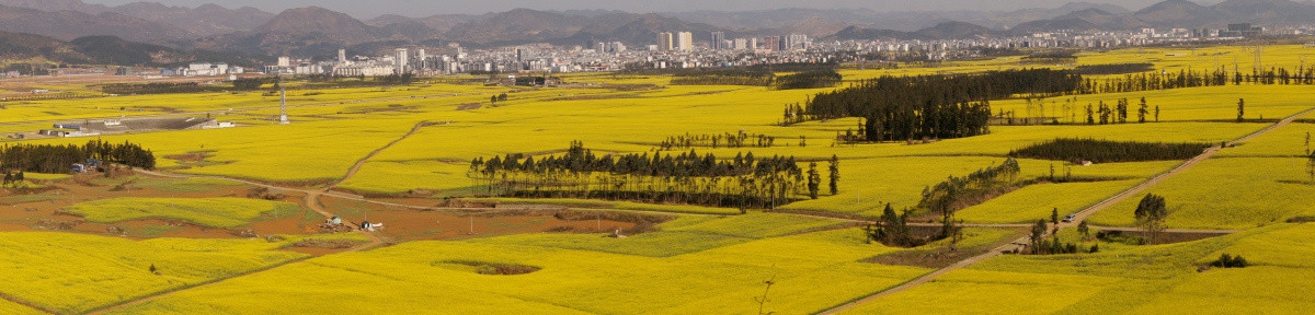 油菜花