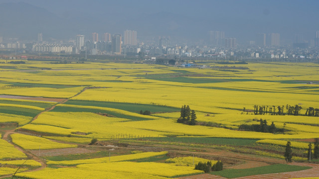 油菜花