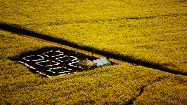 油菜花