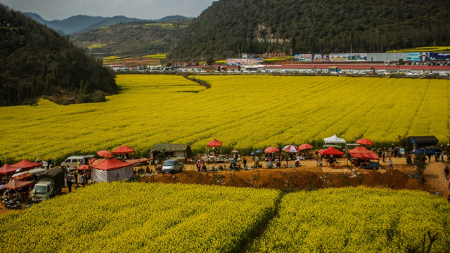 油菜花