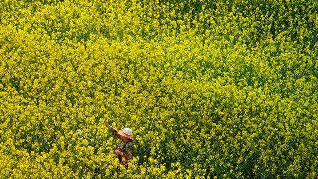 油菜花