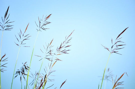 花草 素材背景