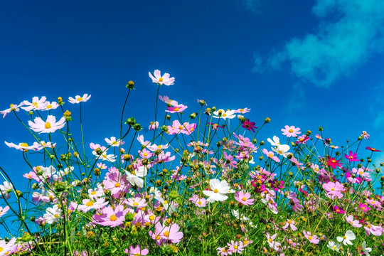 格桑花 花海