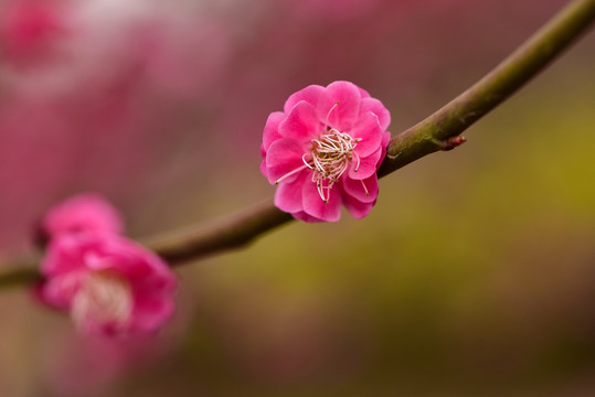 红粉梅花