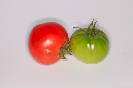 西红柿 采摘