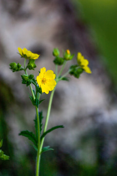 小黄菊