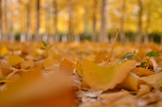 地面上的金色树叶