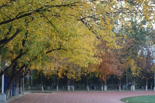 金黄的秋日树木